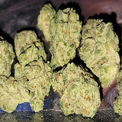 Ak 47 Strain